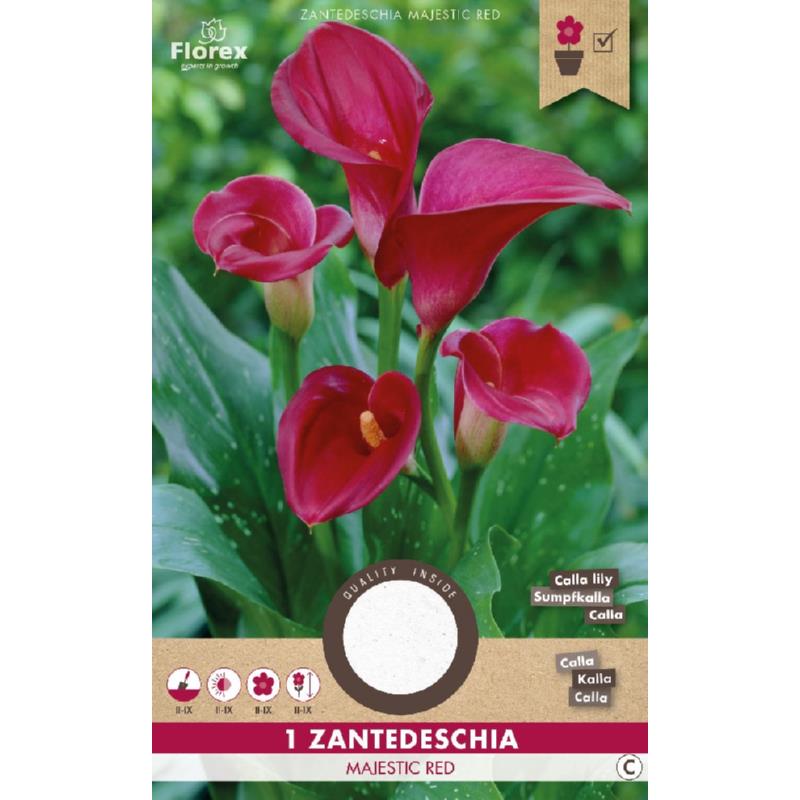 Calla Majestic Red, 1 stuk