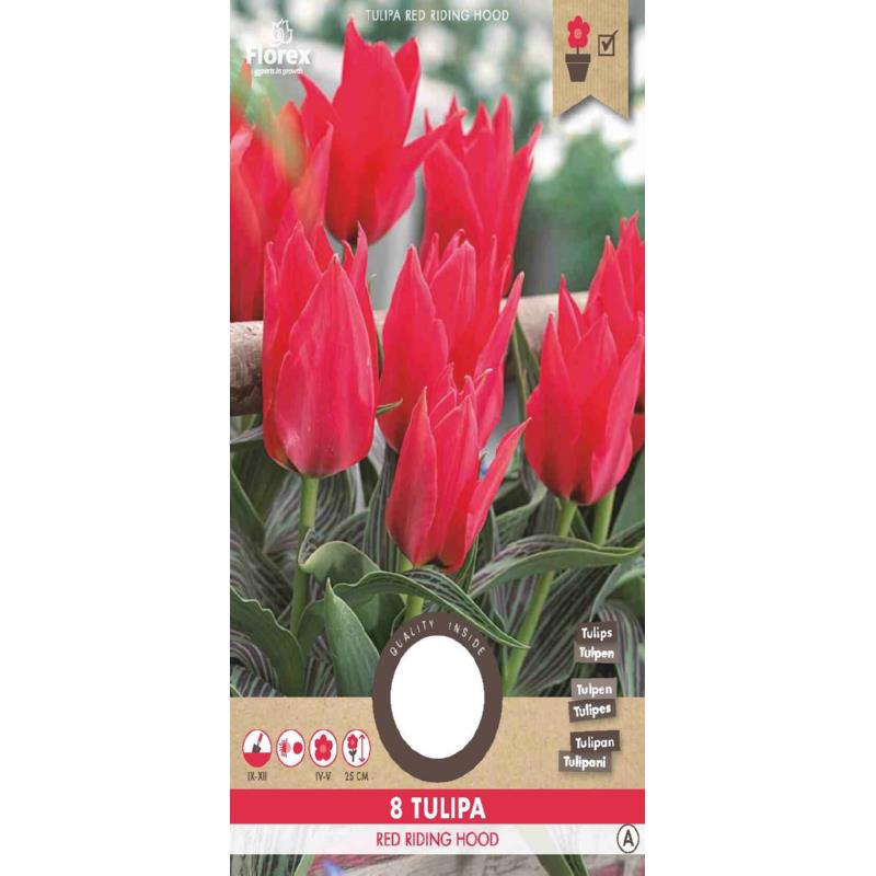 Tulp Greigii Oriental Beauty, 8 stuks