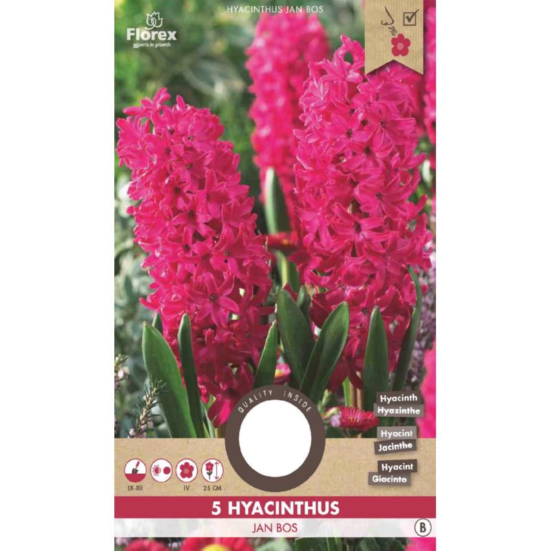 Hyacinth Jan Bos, 5 stuks