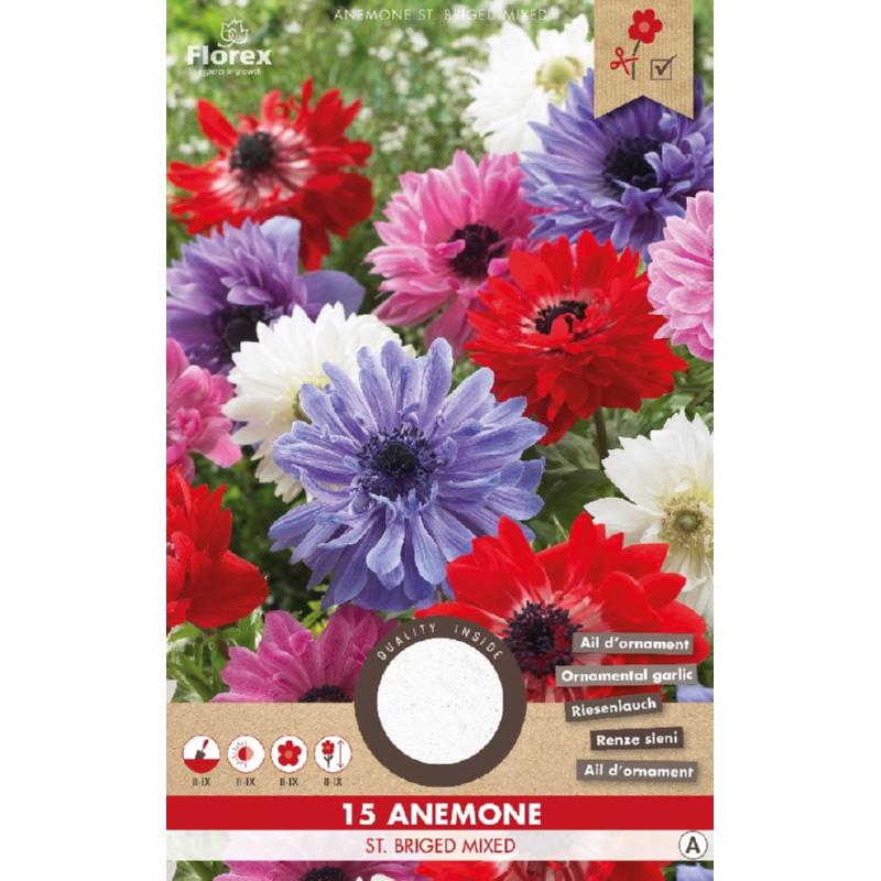 Anemone St. Briged dubbel, 15 stuks