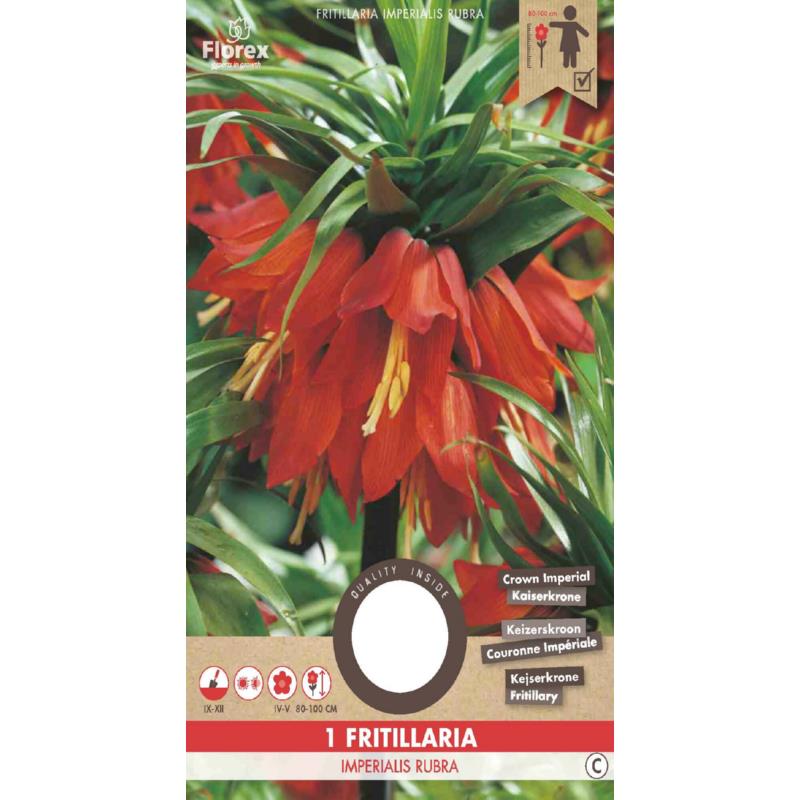 Fritillaria Imperialis Rubra, 1 stuk
