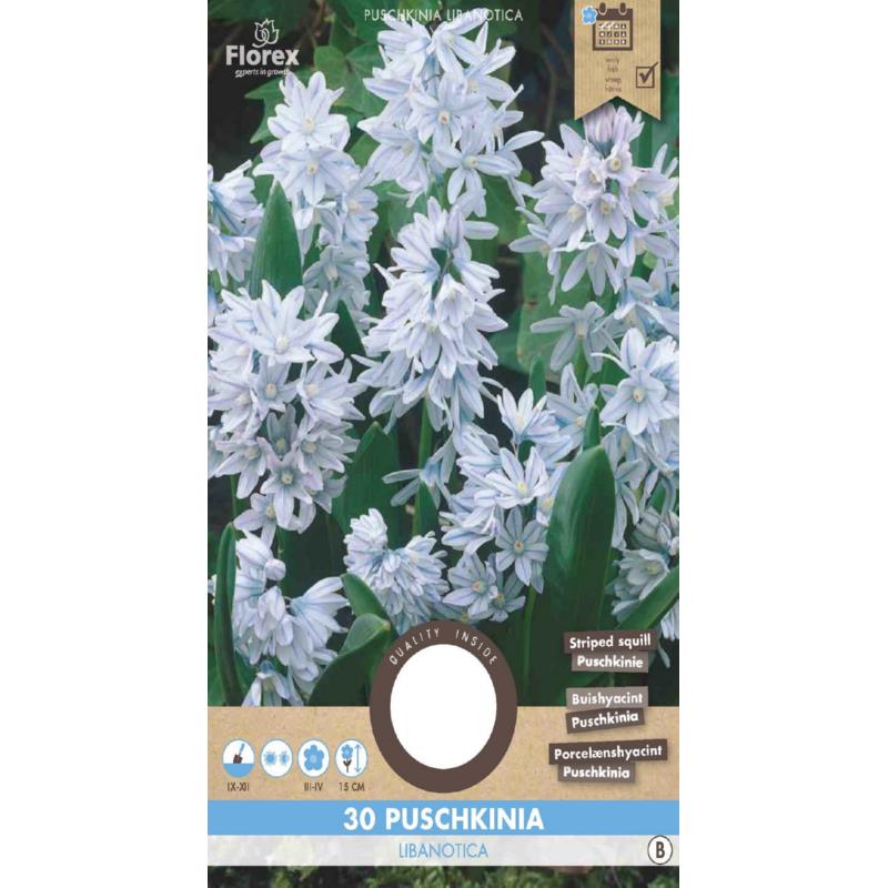 Puschkinia Libanotica, 30 stuks