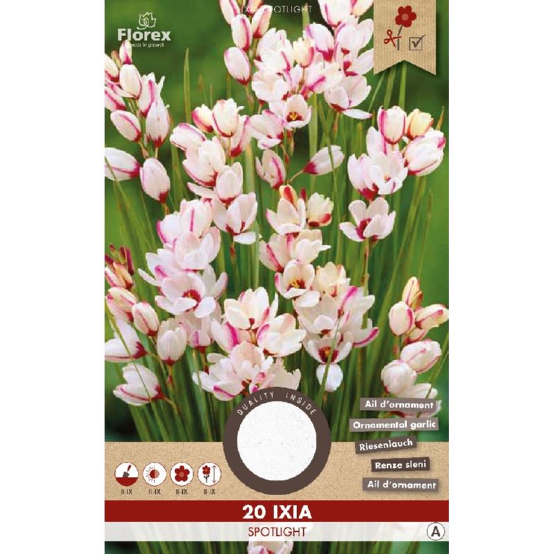 Ixia Spotlight, 20 stuks