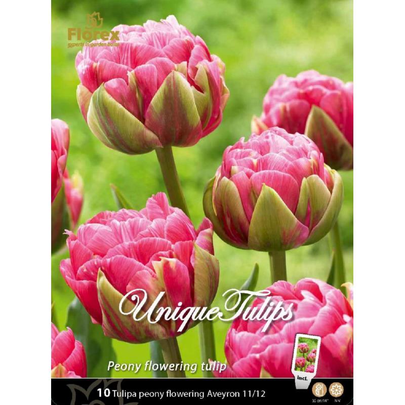 Unique Tulp Aveyron, 10 stuks