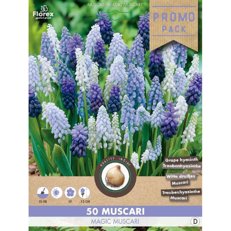 Muscari Magic, 50 stuks
