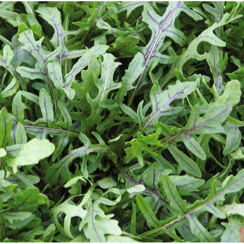 Rucola Dragons Tonque