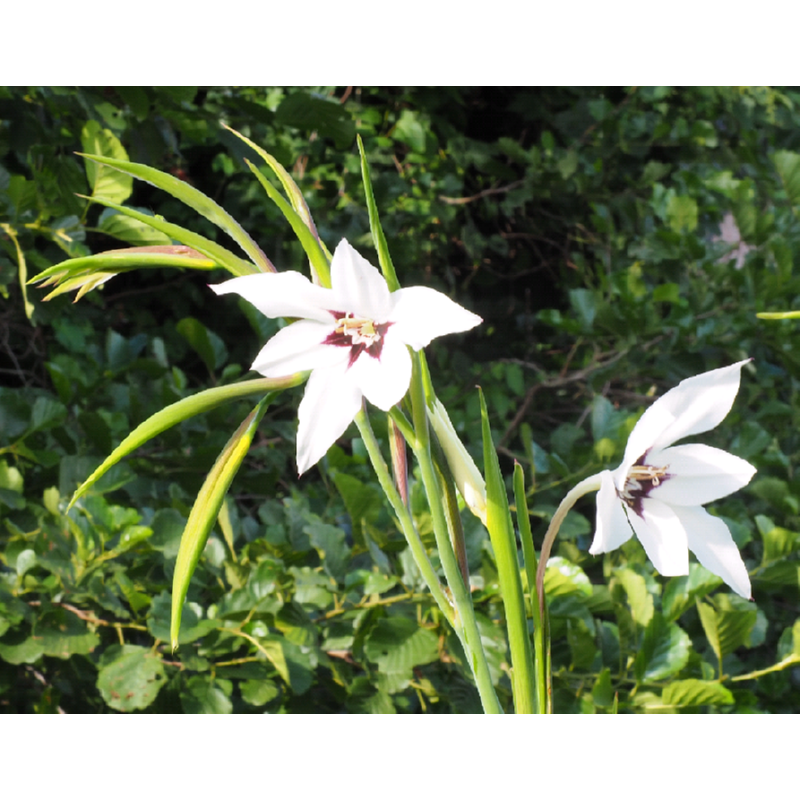 Acidanthera, 25 stuks