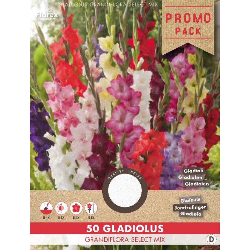 Gladiool Grootbloemige mix, 50 stuks