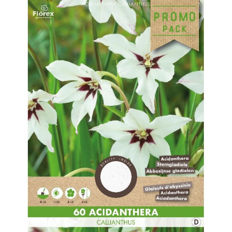 Acidanthera callianthus wit, 60 stuks