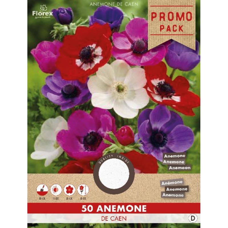 Anemoon de Caen, 50 stuks