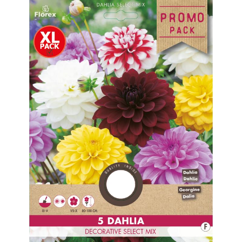Dahlia Decoratief Select mix, 5 stuks
