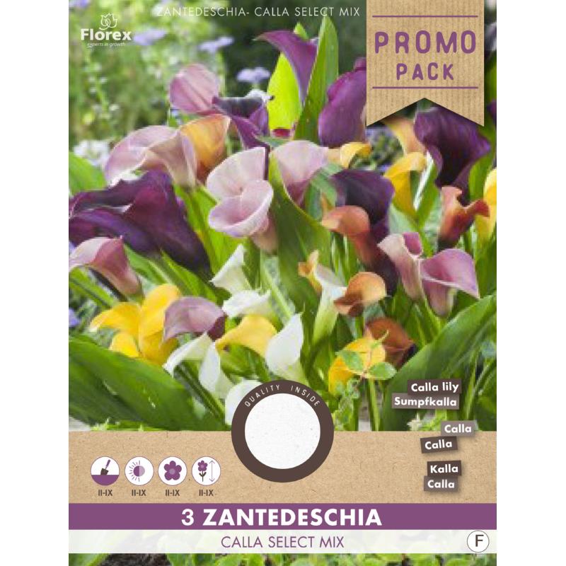 Calla Zanthedeschia Select mix, 3 stuks