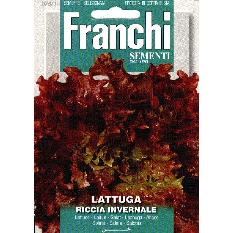 Kropsla, Lattuga Riccia Invernale