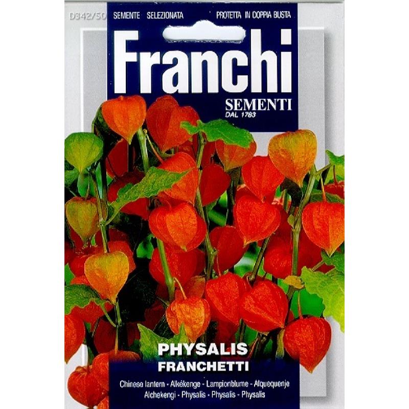 Lampionplant, Physalis franchetti