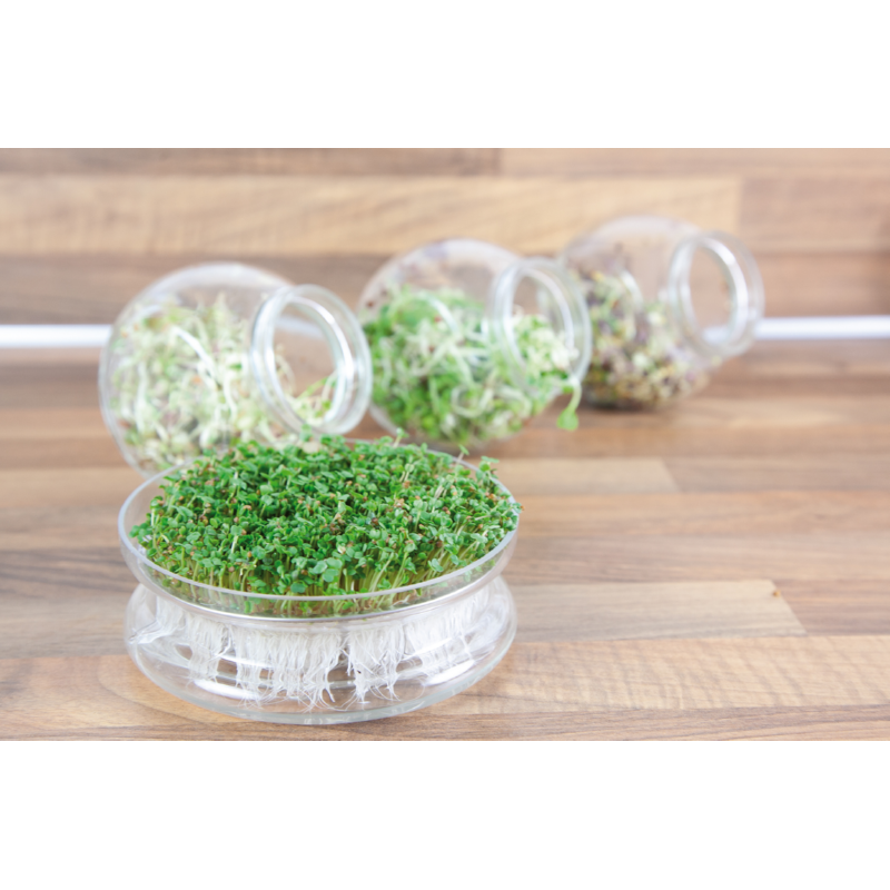 Spruitgroente Pikante Salade met glazen pot
