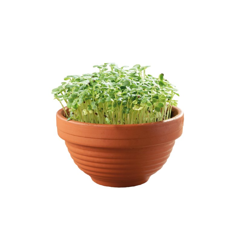 Microgreens Terracotta schaaltje met Tatsoi