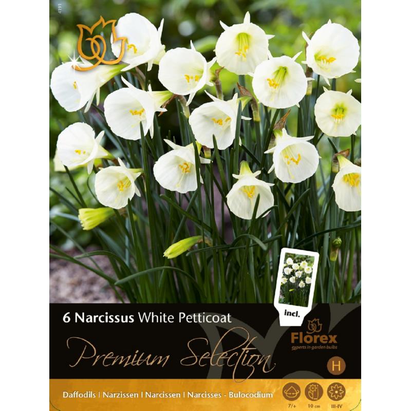 Premium Narcissus White Petticoat, 6 stuks