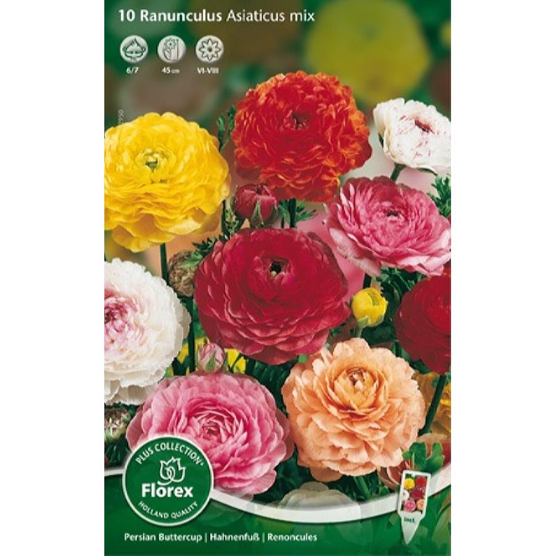 Ranunculus gemengd, 15 stuks