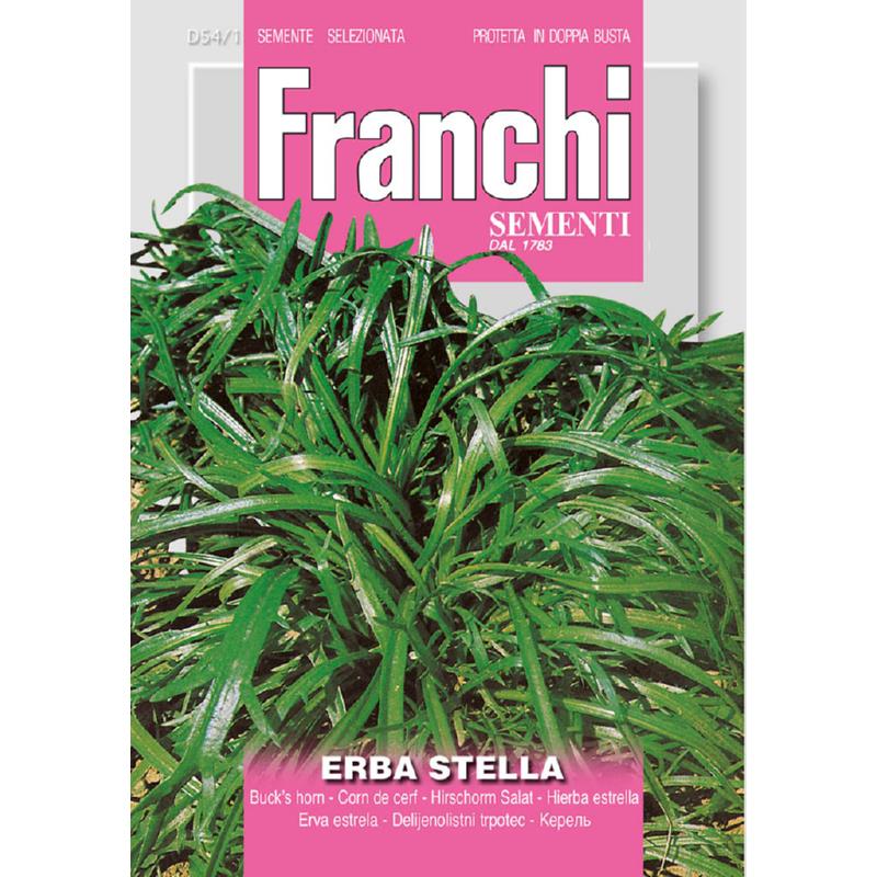 Weegbree Erba Stella