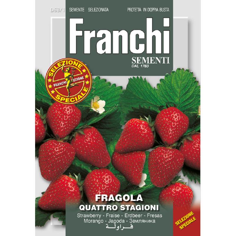 Aardbei Fragola Quattro stagioni
