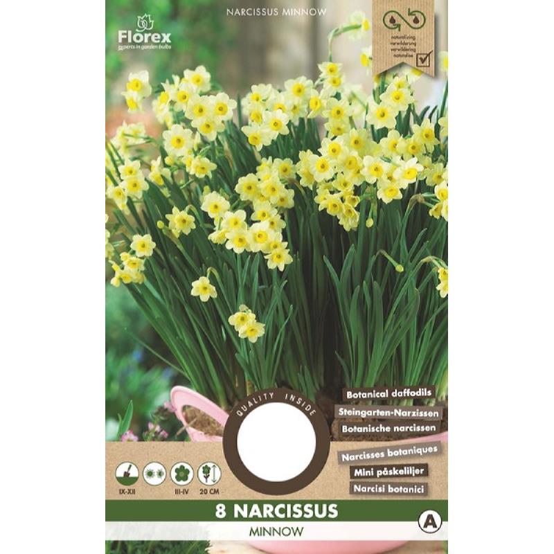 Narcis Botanisch Minnow, 8 stuks