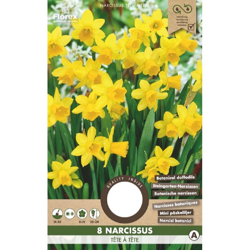 Narcis Botanisch Tete a Tete, 8 stuks