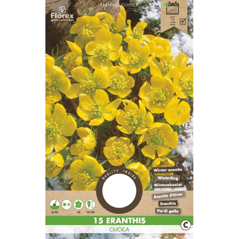 Eranthis Cilicica Winteraconiet, 15 stuks