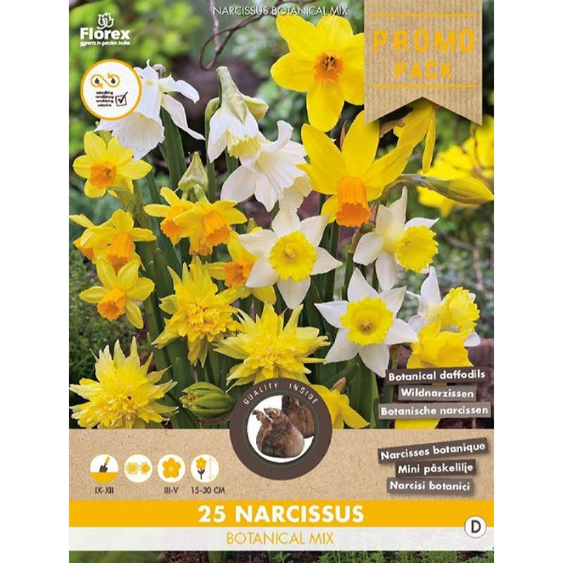Botanische narcissen, 25 stuks