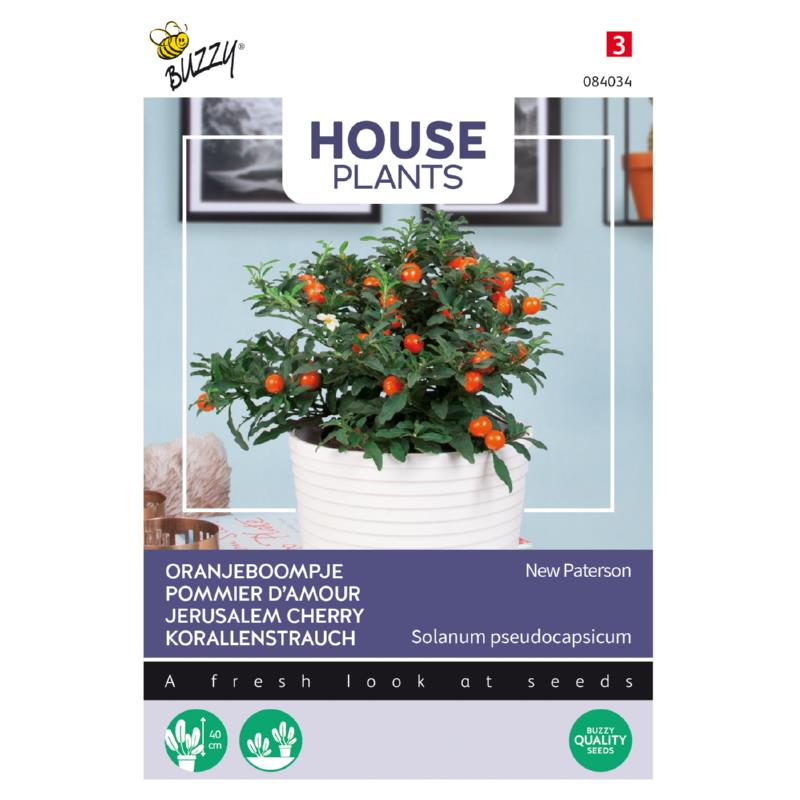Kamerplant Solanum, Oranjeboompje Jubilee