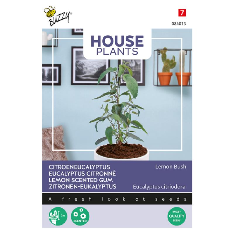 House Plants Eucalypthus, Lemon Bush