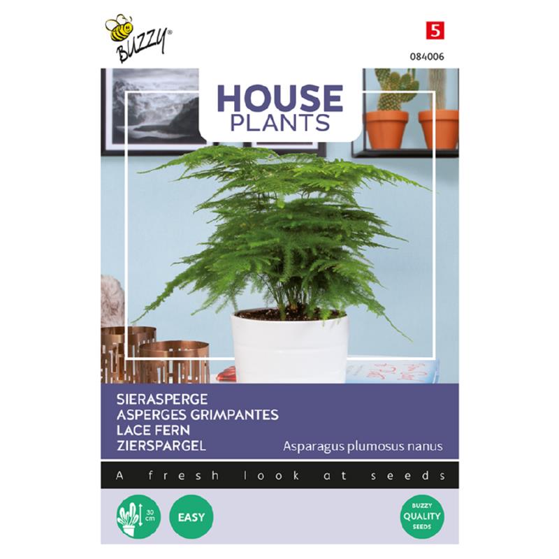 House Plants Asparagus, Sierasperge