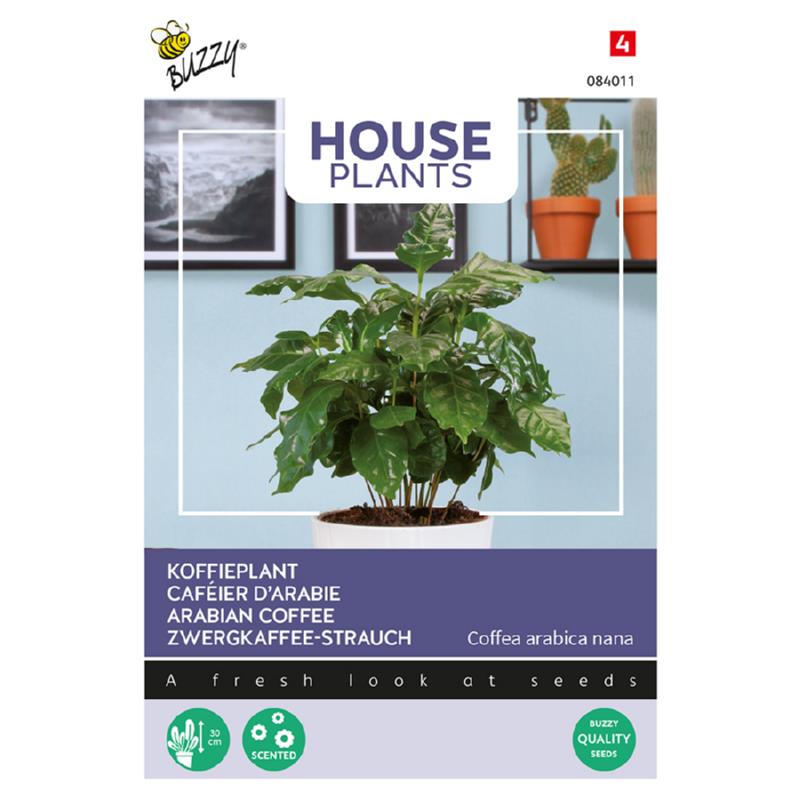 House Plants Coffea Arabica, Koffieplant
