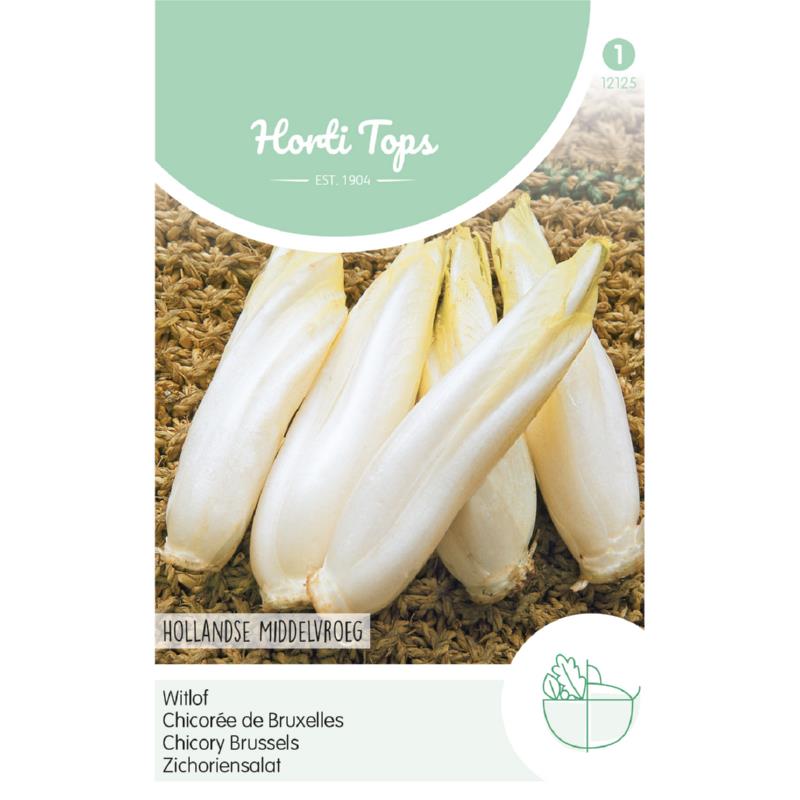 Witlof Brusselse, Hollandse Middelvroeg