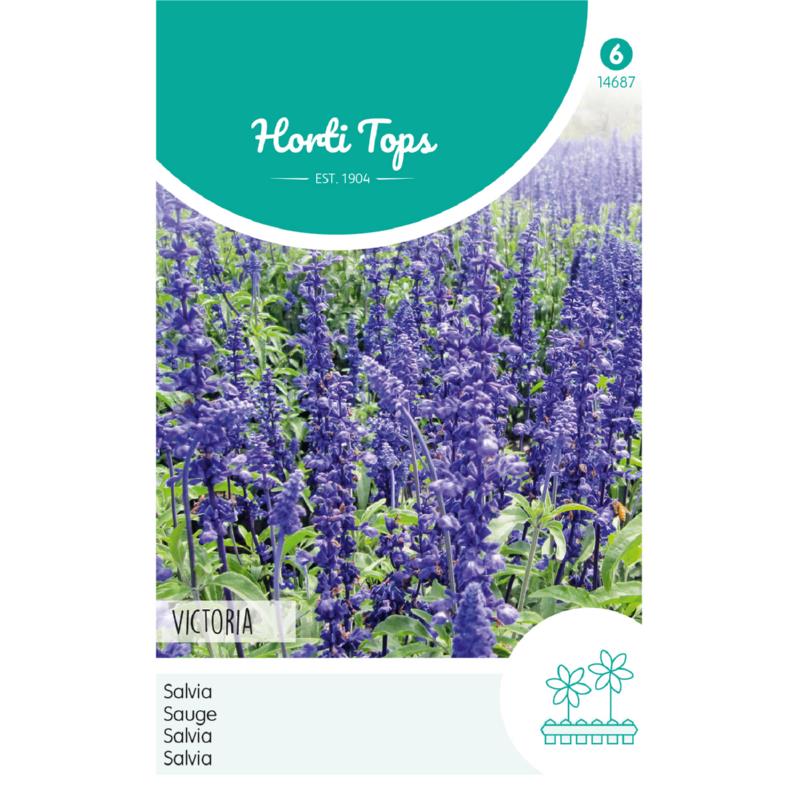Salvia, Siersalie Victoria donkerblauw