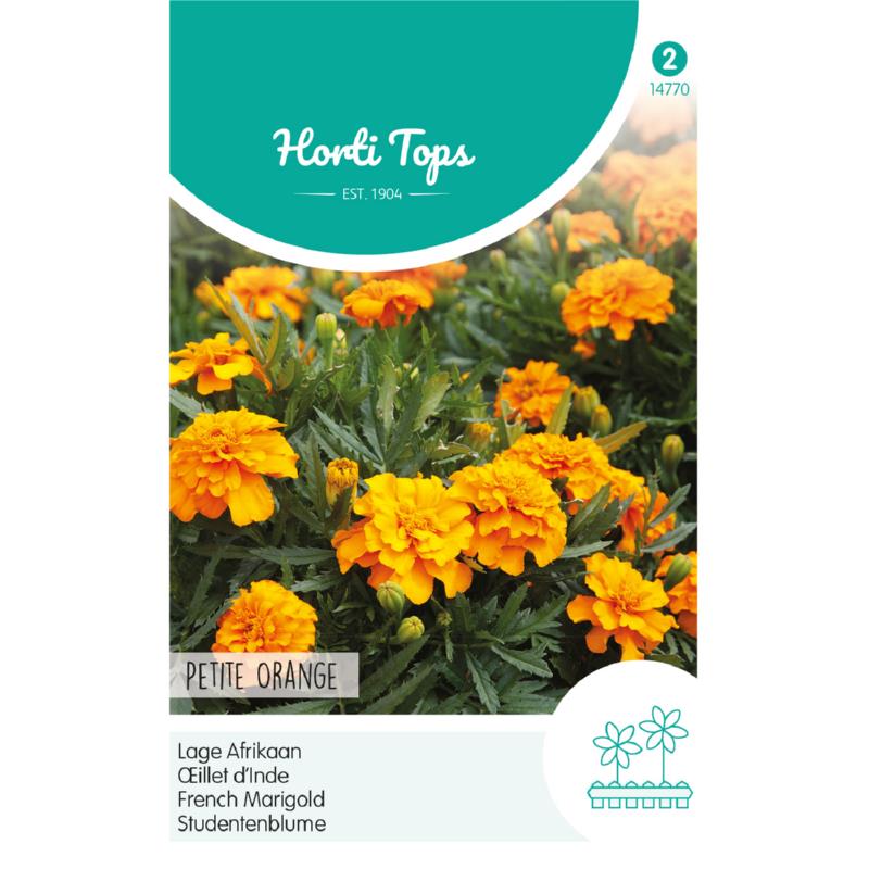 Tagetes, lage Afrikaan Petite Orange