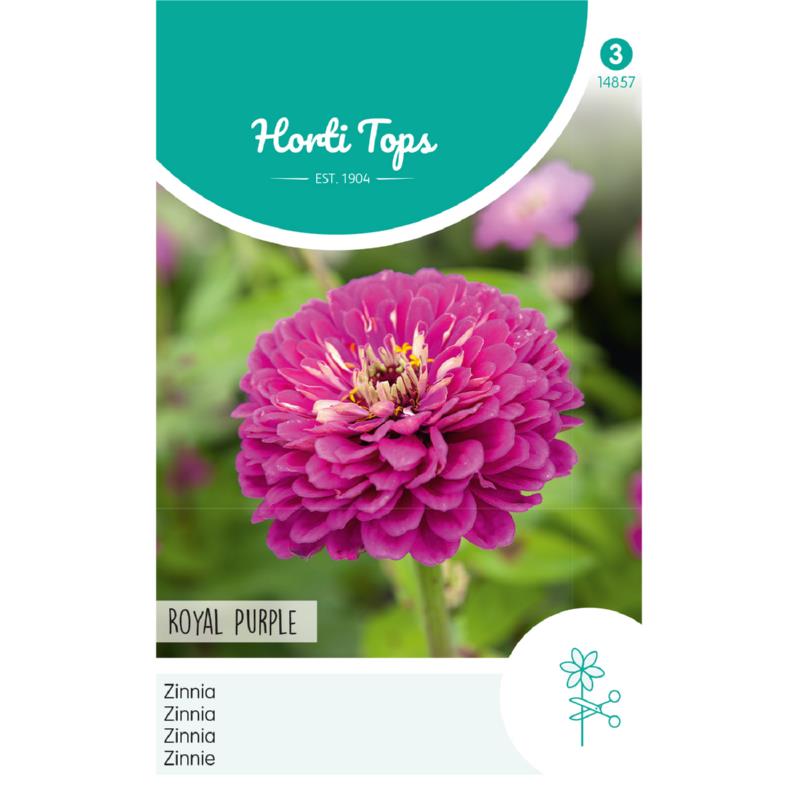 Zinnia Royal Purple violet