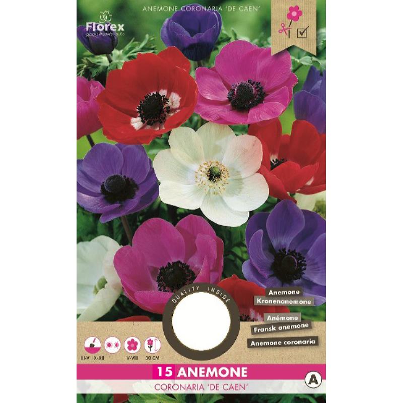 Anemone De Caen gemengd, 15 stuks