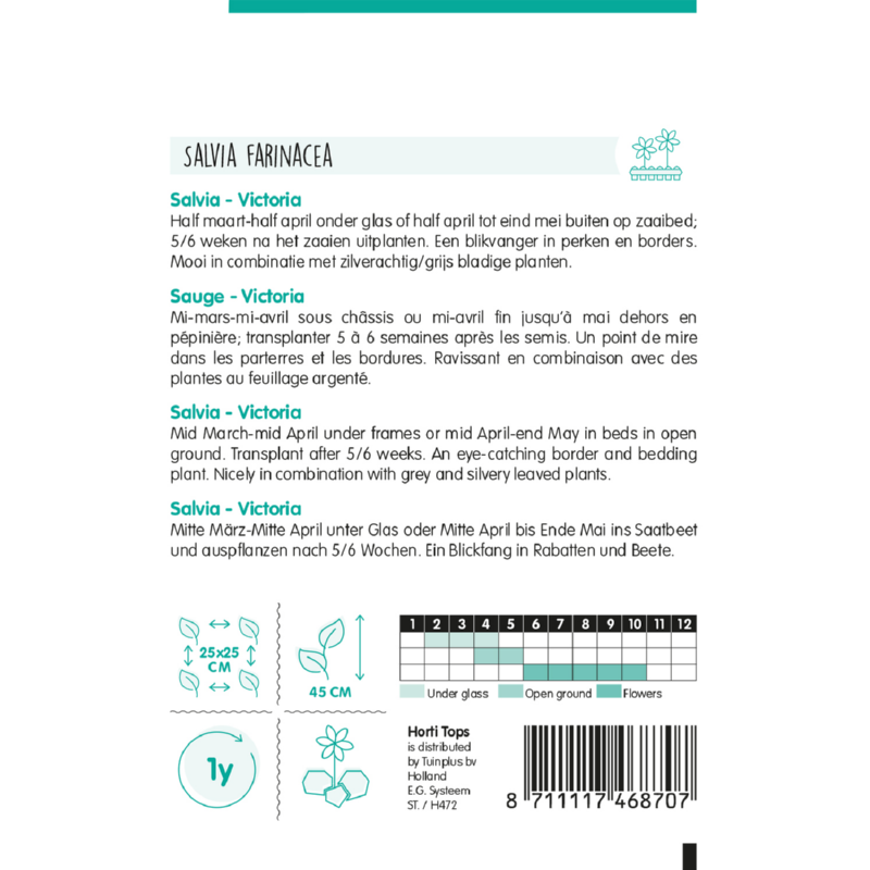 Salvia, Siersalie Victoria donkerblauw