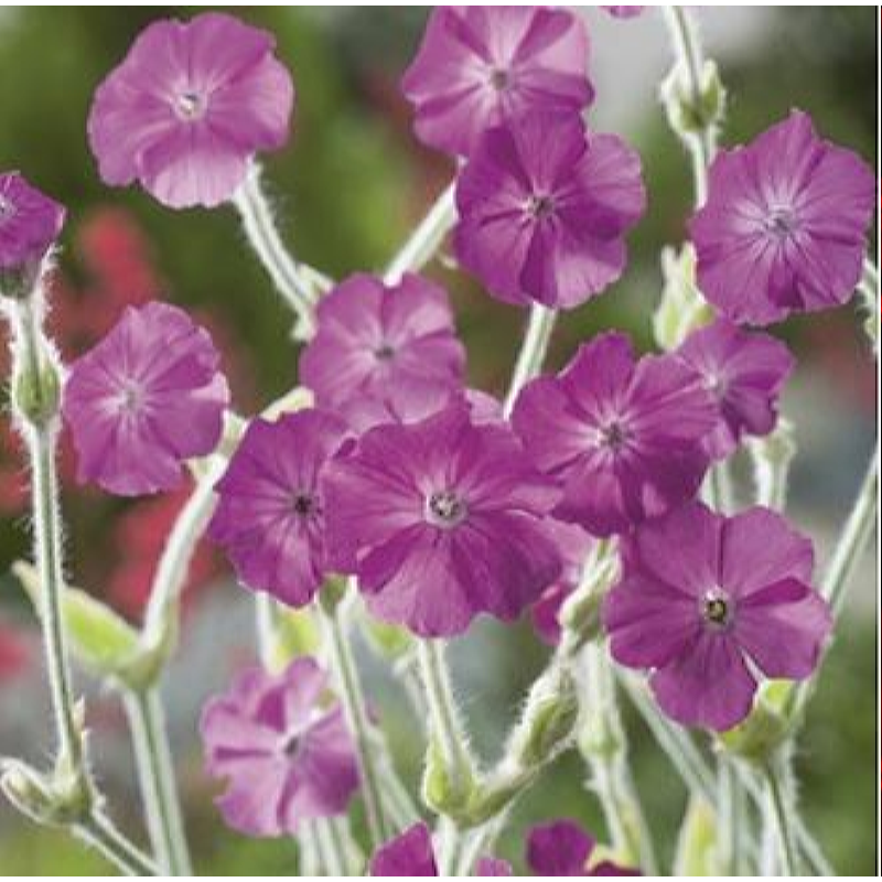 Dezaden Brandende Liefde Rose Campion