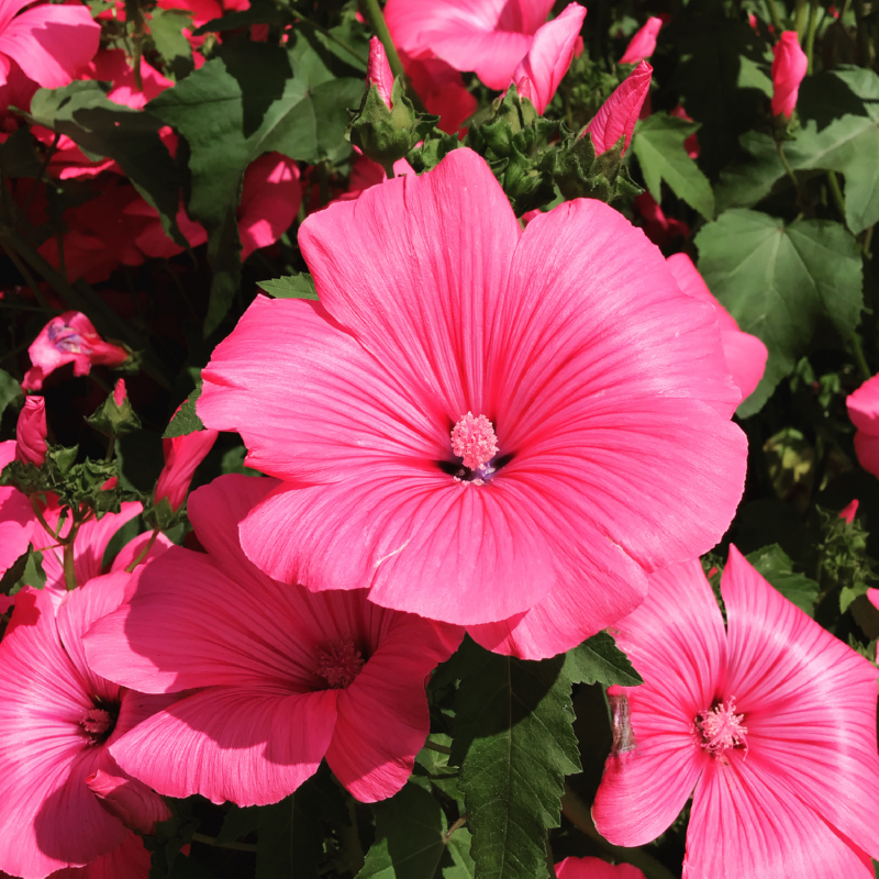 Lavatera, Bekermalva Roze/Rood
