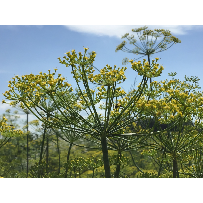 Seedpads Dille, 4 ronde pads