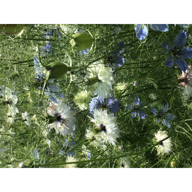 Nigella, Juffertje-in-het-groen Persian Jewels gemengd