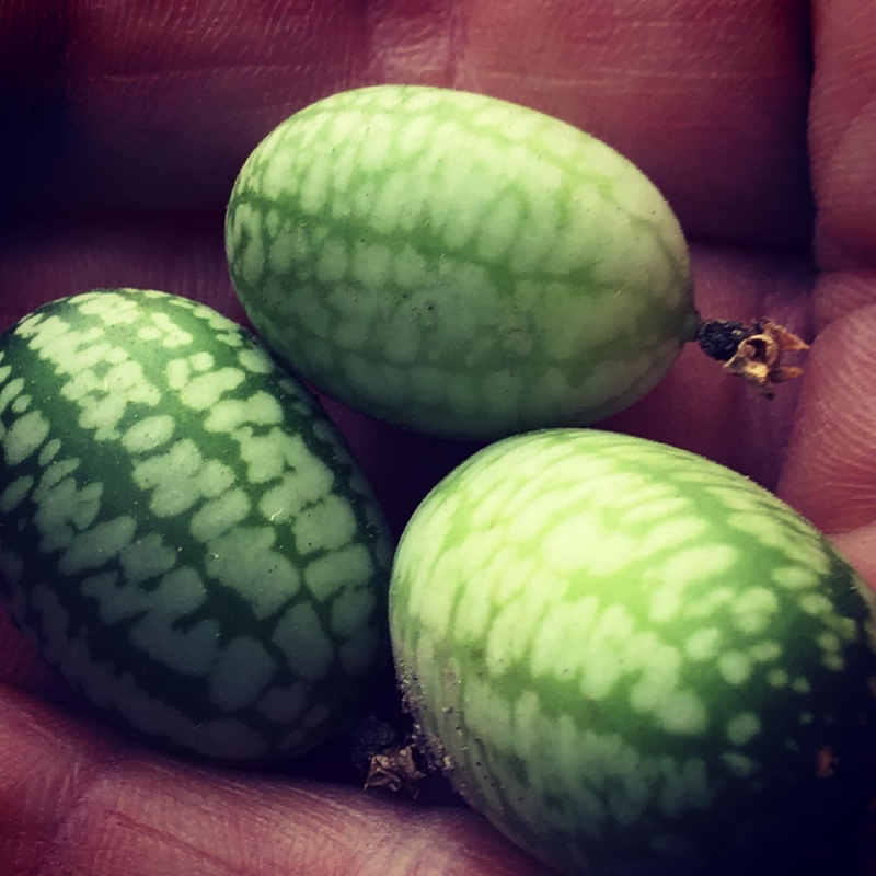 Muismeloen, Cucamelon