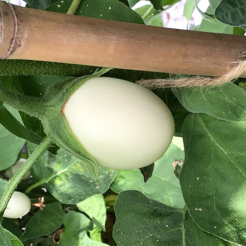 Aubergine White Eggs