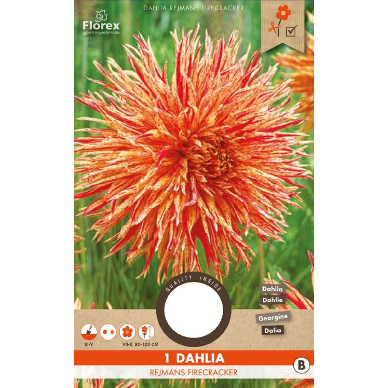 Dahlia Rejmans Firecracker I stuk