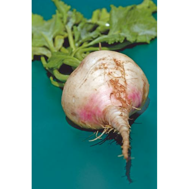 Biet Albina Vereduna wit