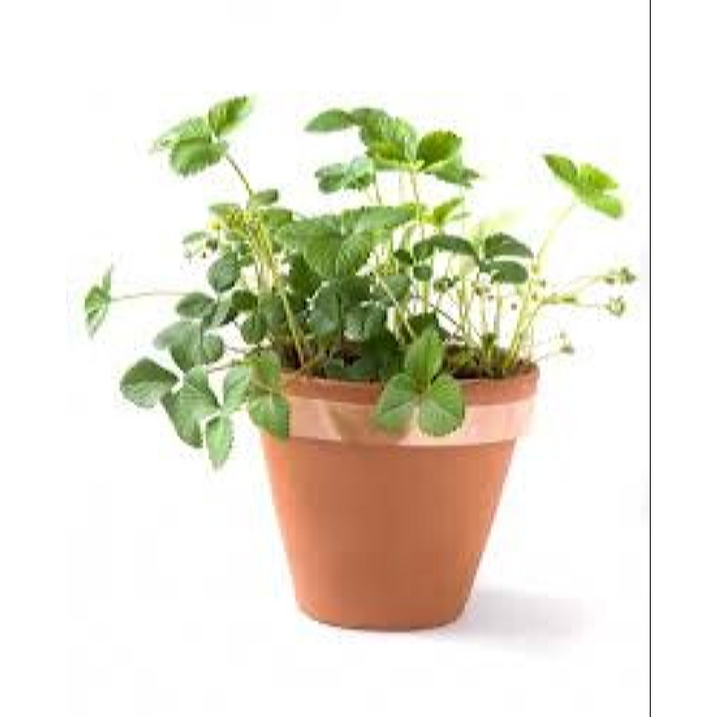 Koperen slakkentape 5 meter