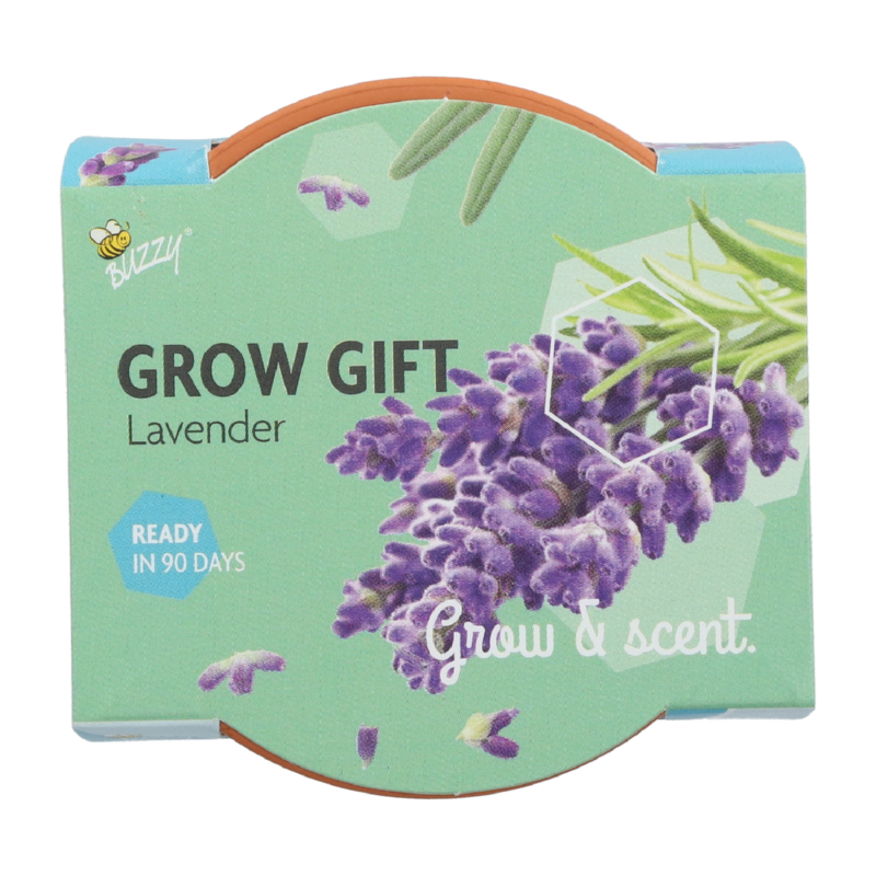 Grow Gift Lavendel