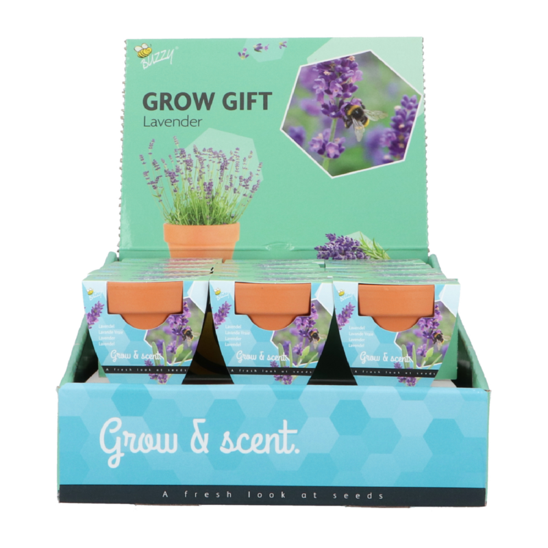 Grow Gift Lavendel