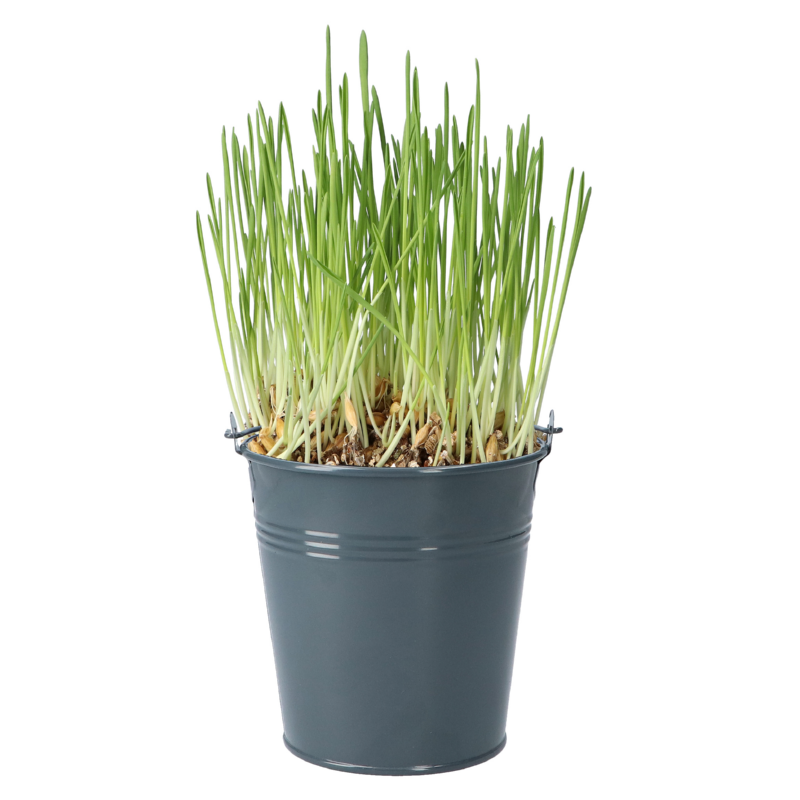 Kattengras in antraciet emmertje